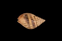 藏品(織紋螺)的圖片